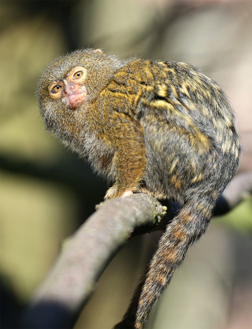 Животные Боливии