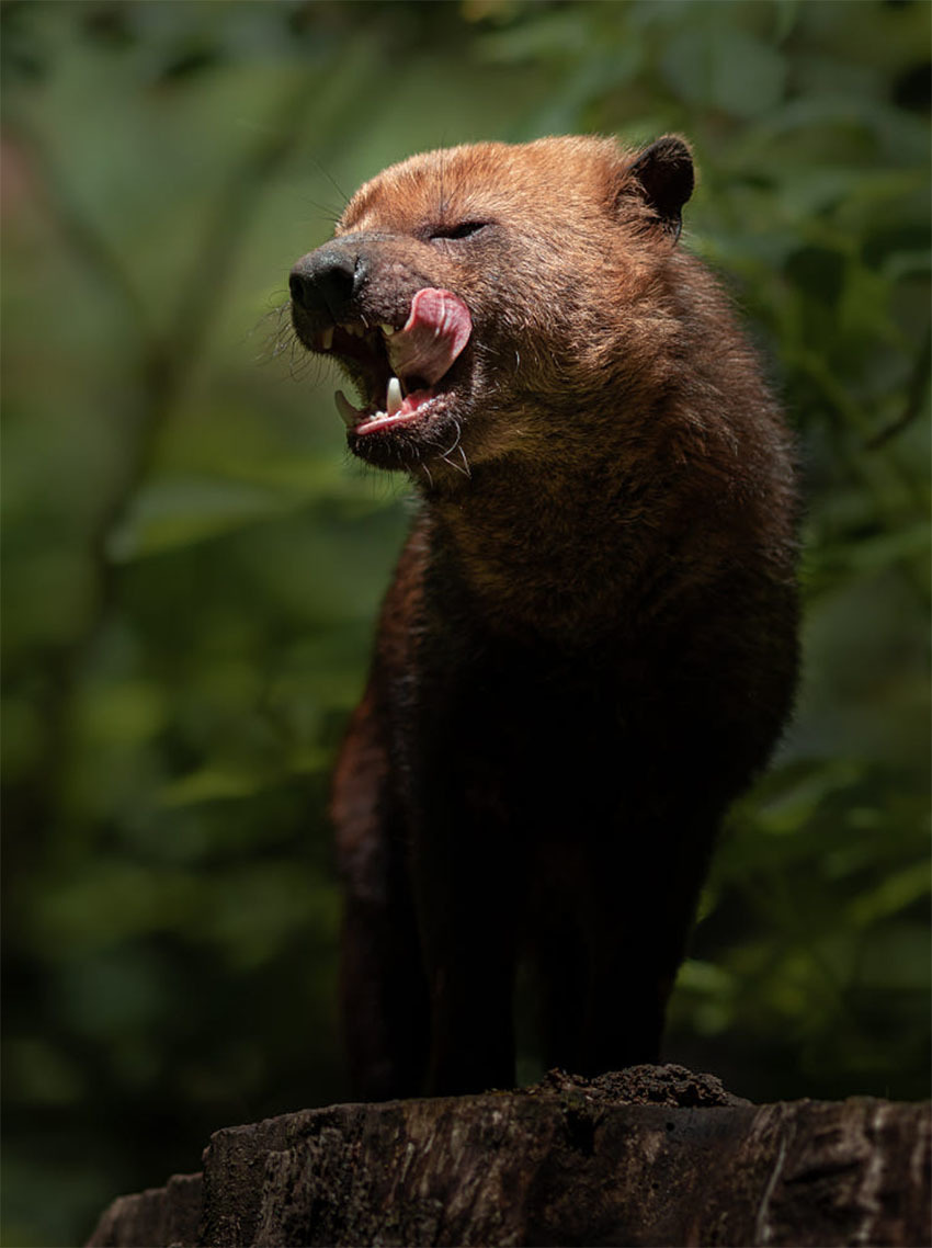 Животные Боливии