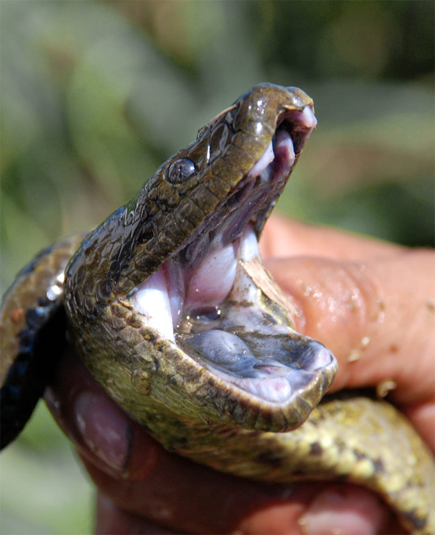 Животные Боливии