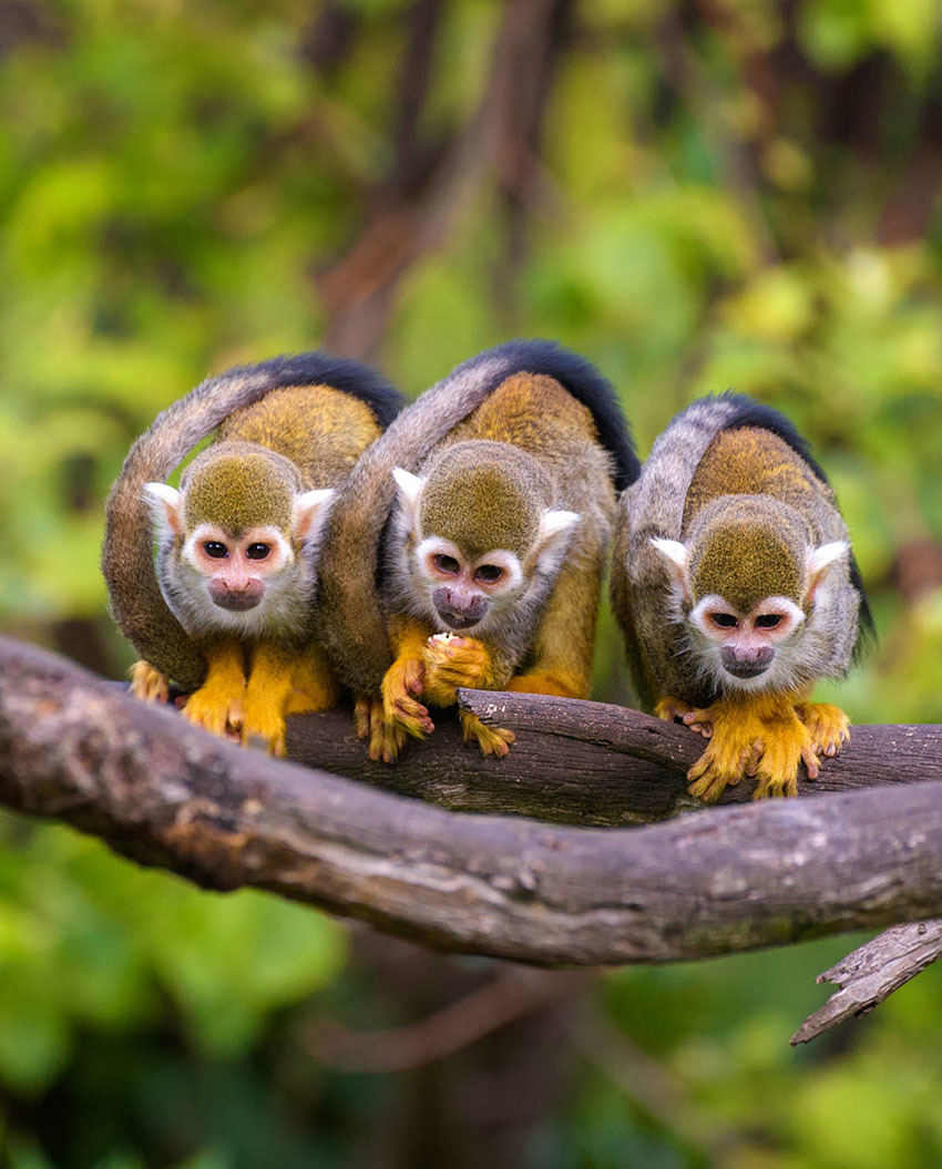 Животные Боливии