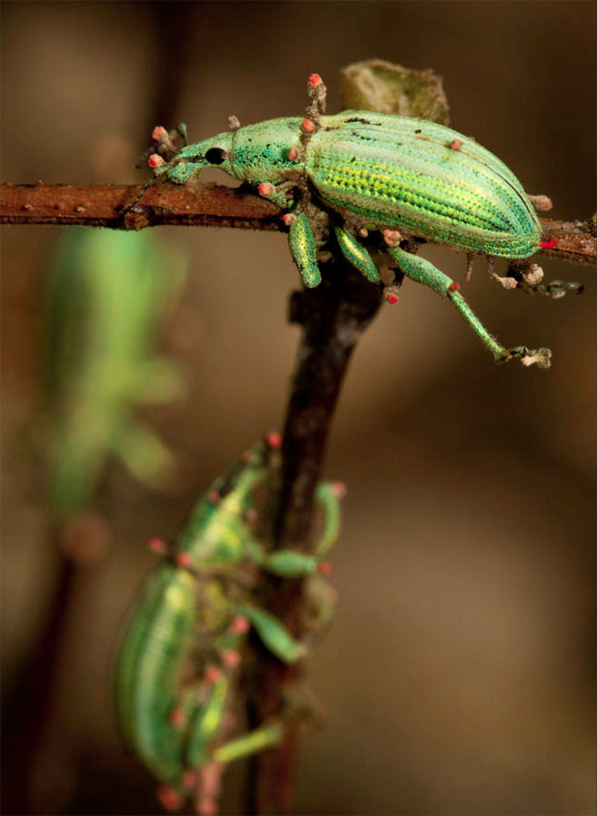 Животные Боливии