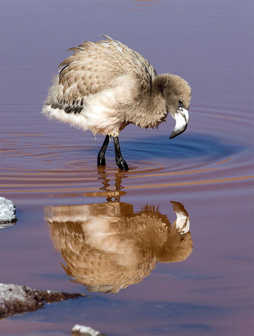Животные Боливии
