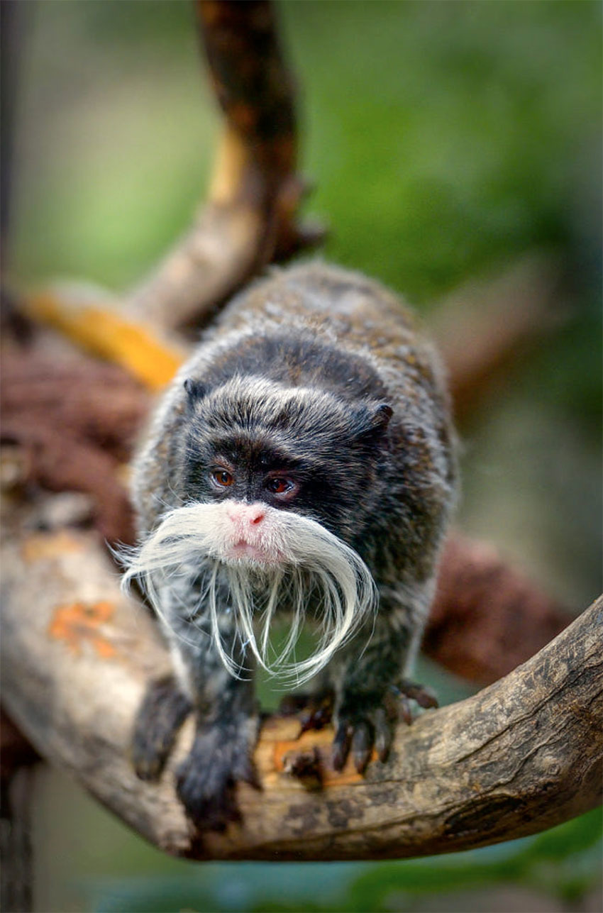 Животные Боливии