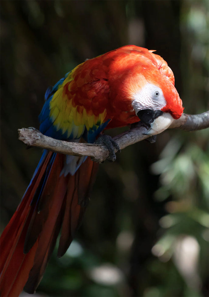 Животные Боливии