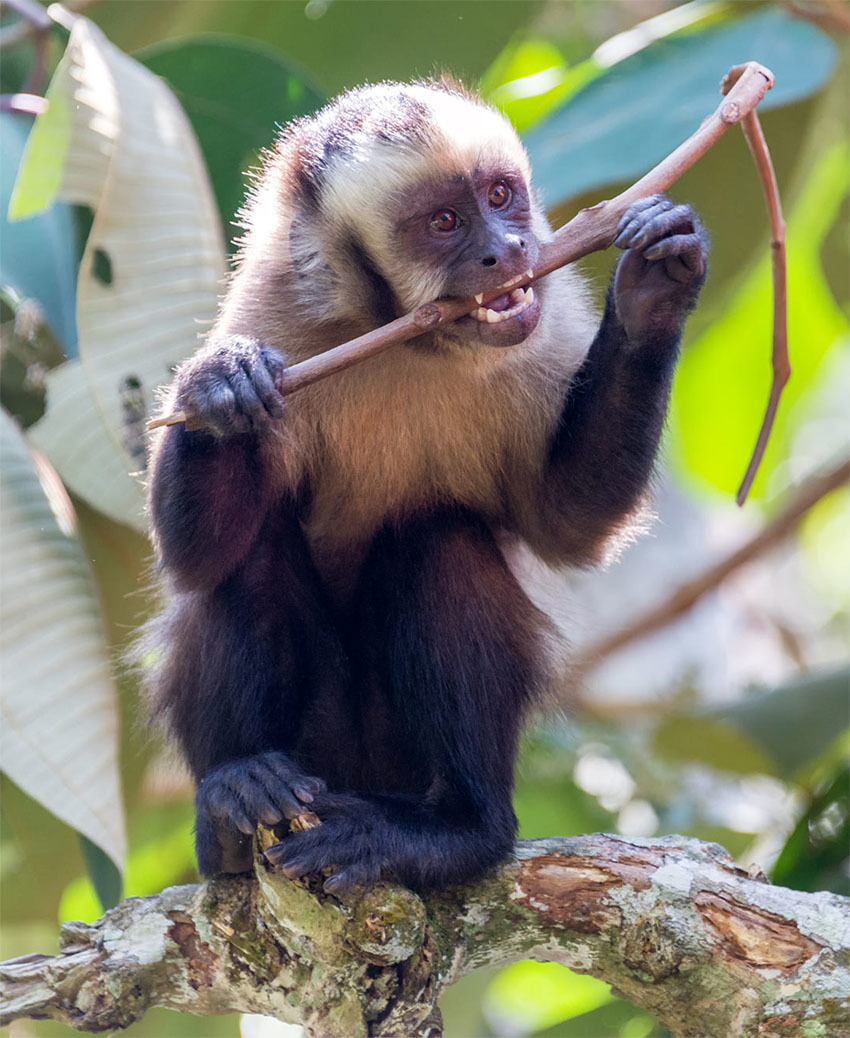 Животные Боливии