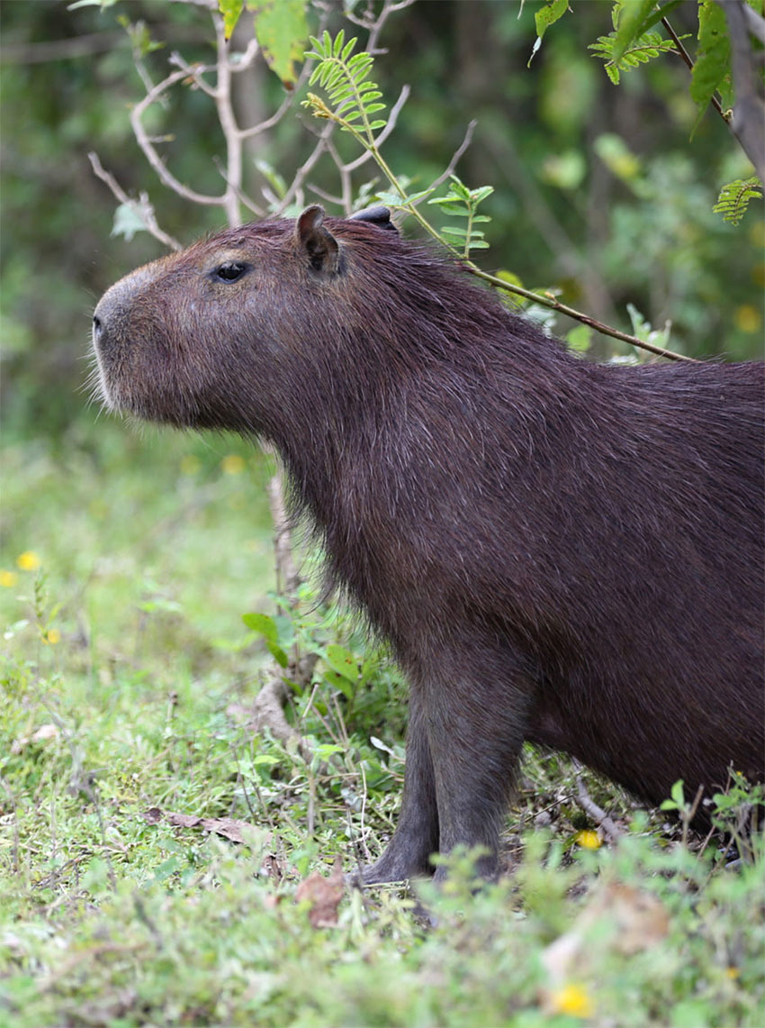 Животные Боливии