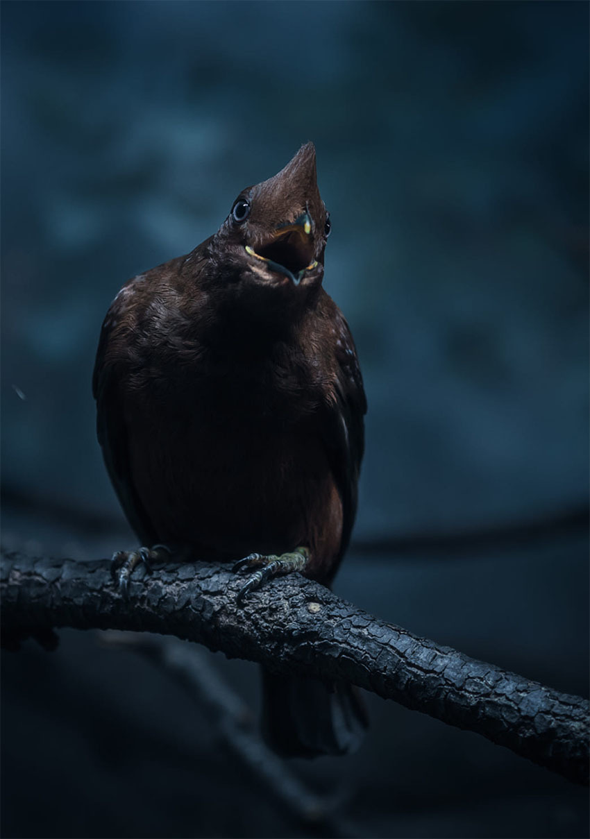 Животные Боливии