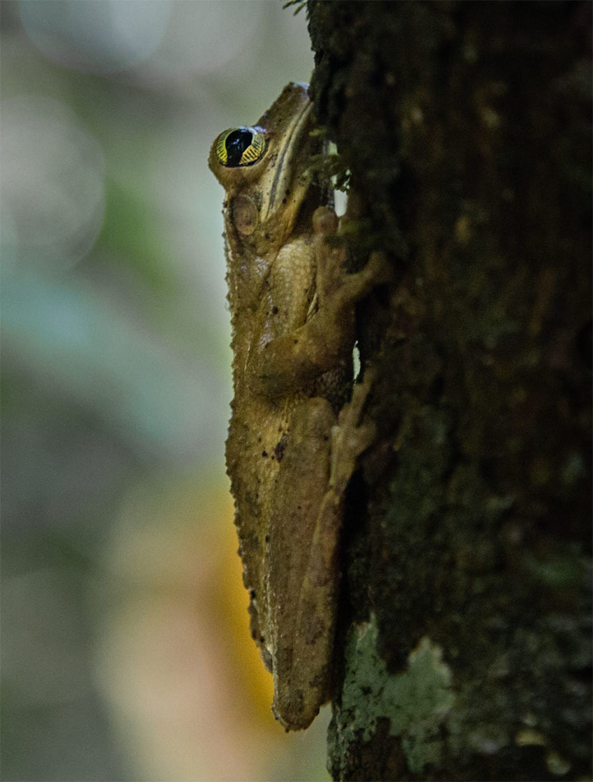 Животные Боливии