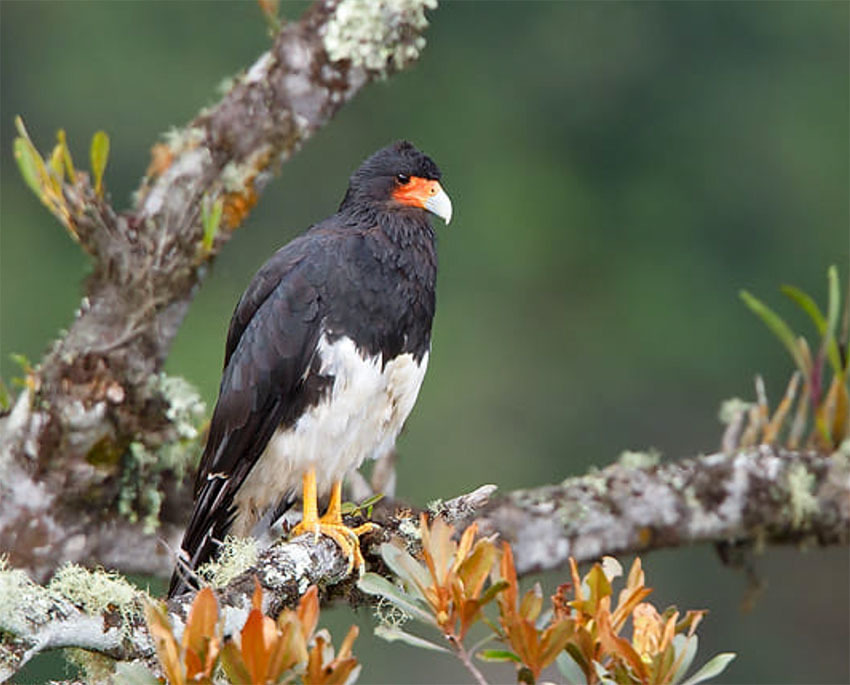 Животные Боливии