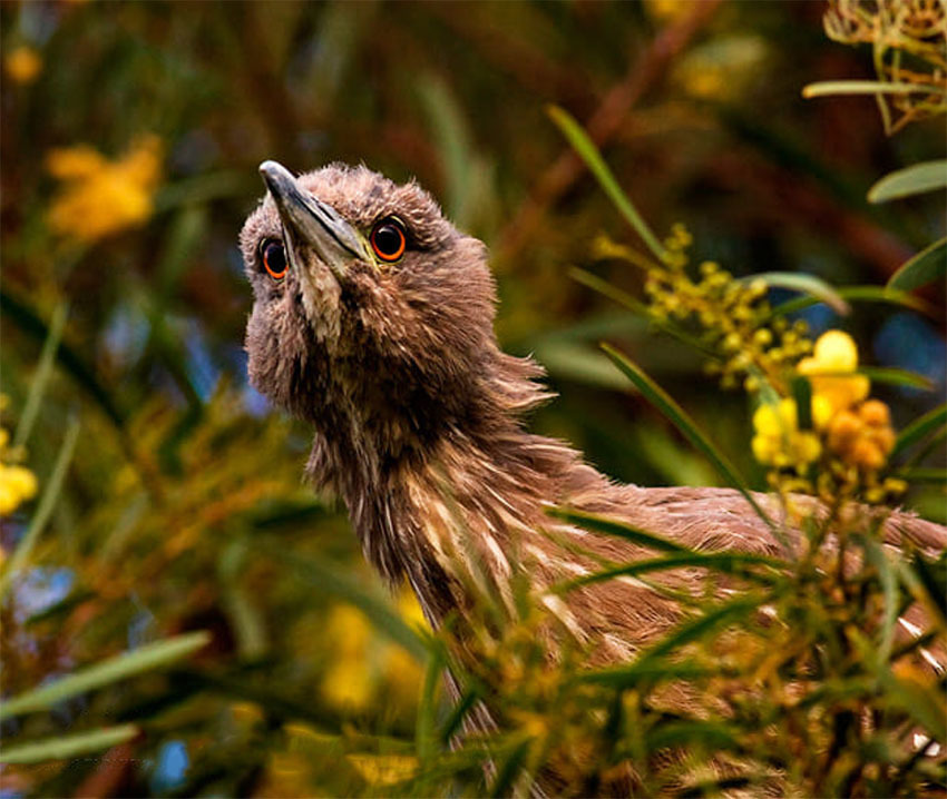 Животные Боливии