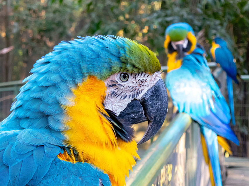 Животные Боливии