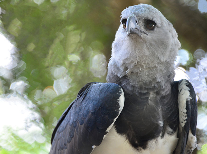 Животные Боливии