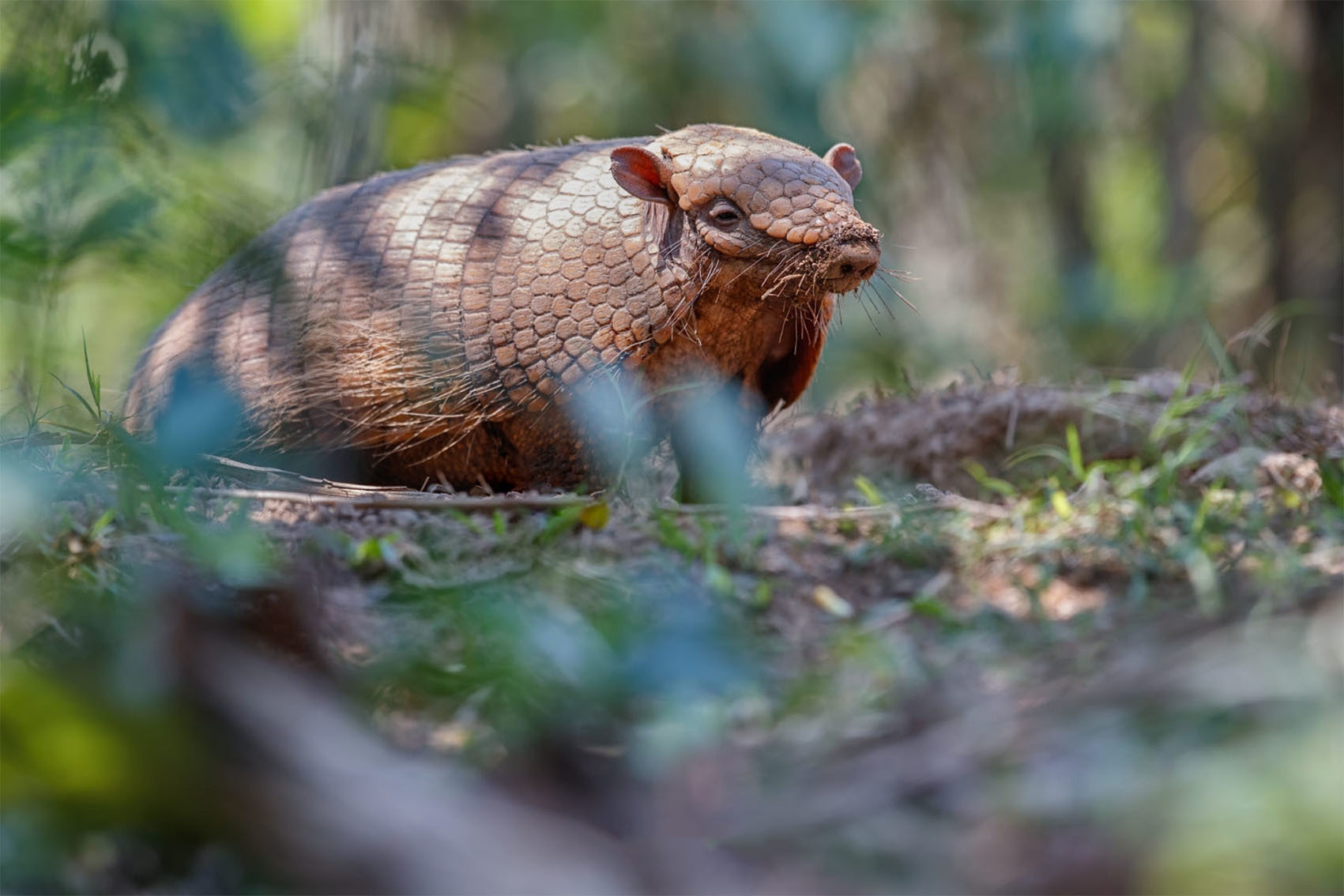 Животные Боливии