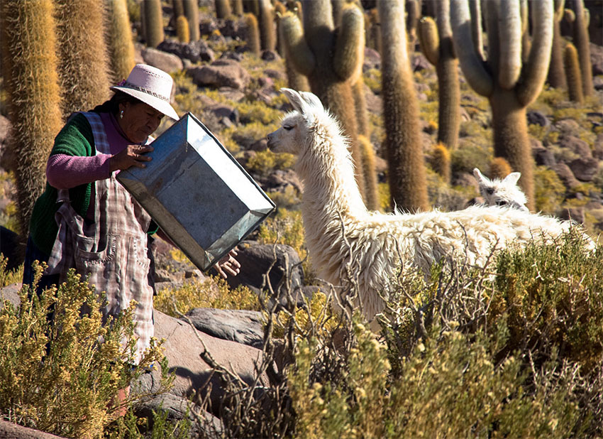 Животные Боливии
