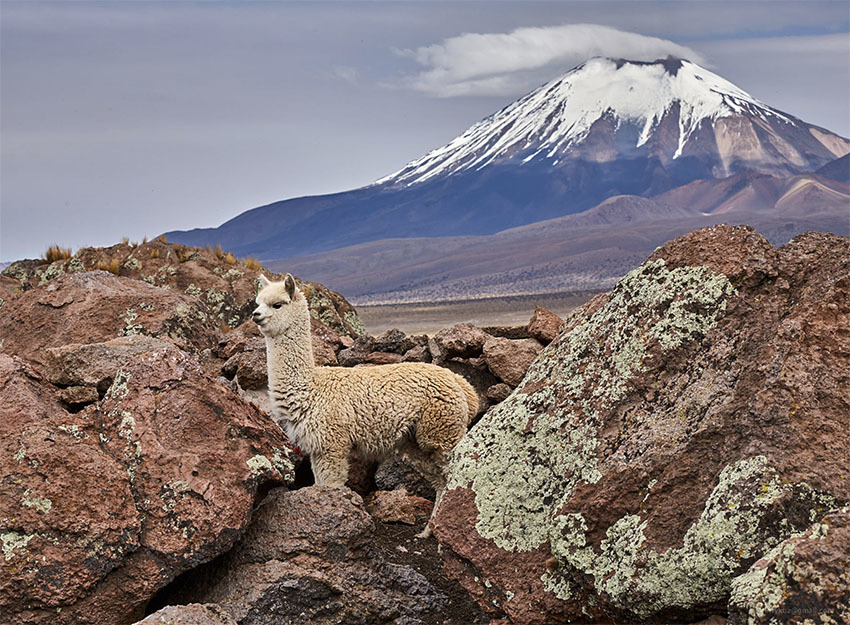 Животные Боливии