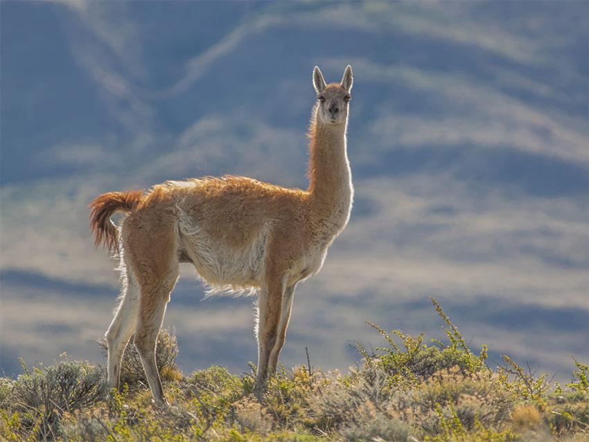 Животные Боливии