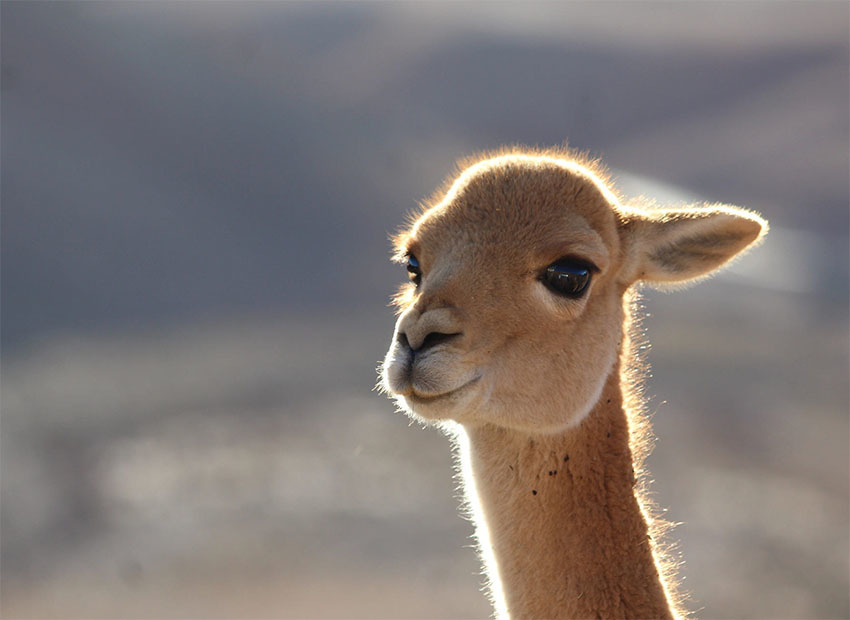 Животные Боливии