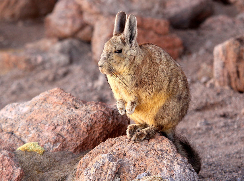 Животные Боливии