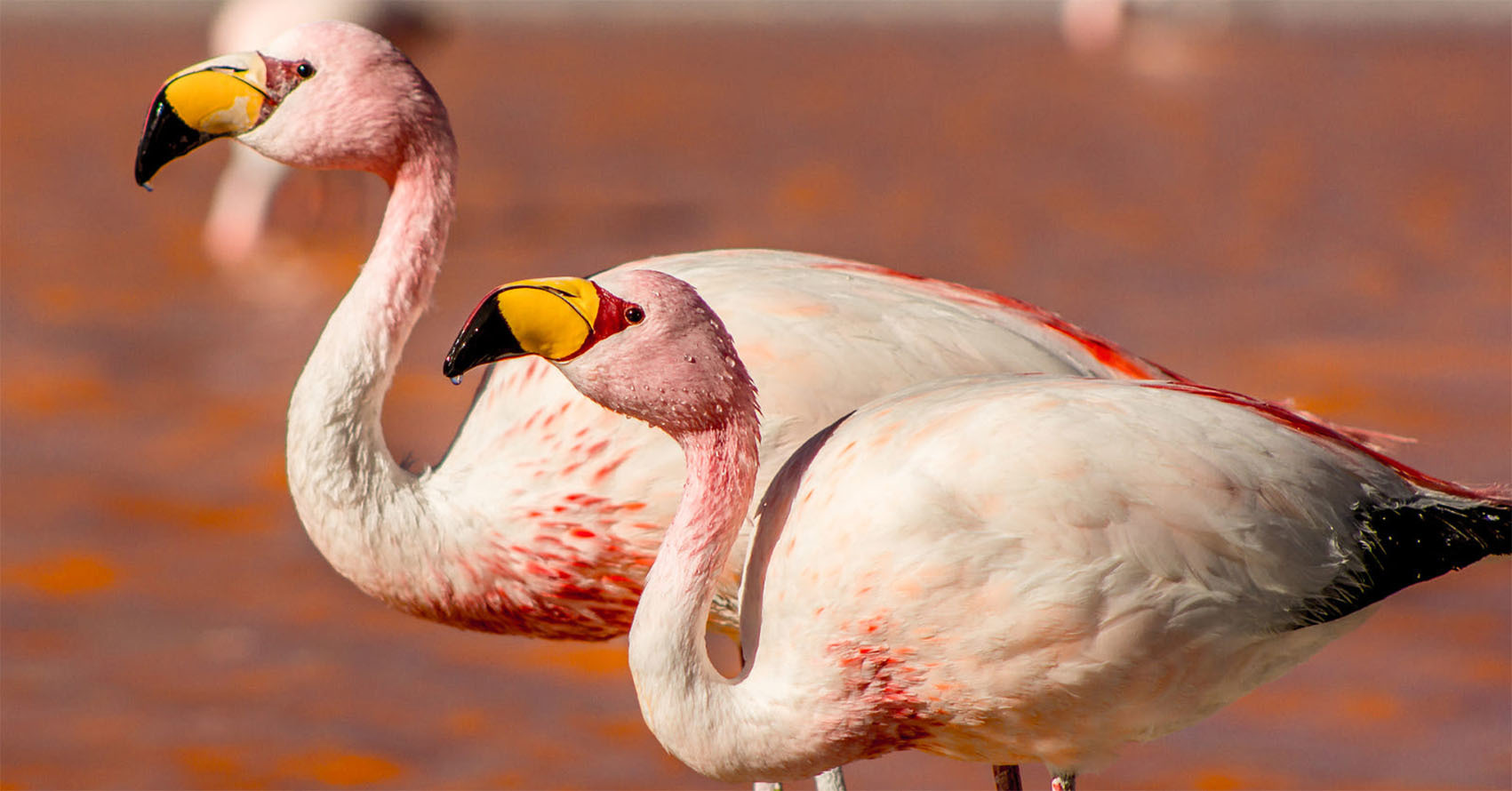 Животные Боливии