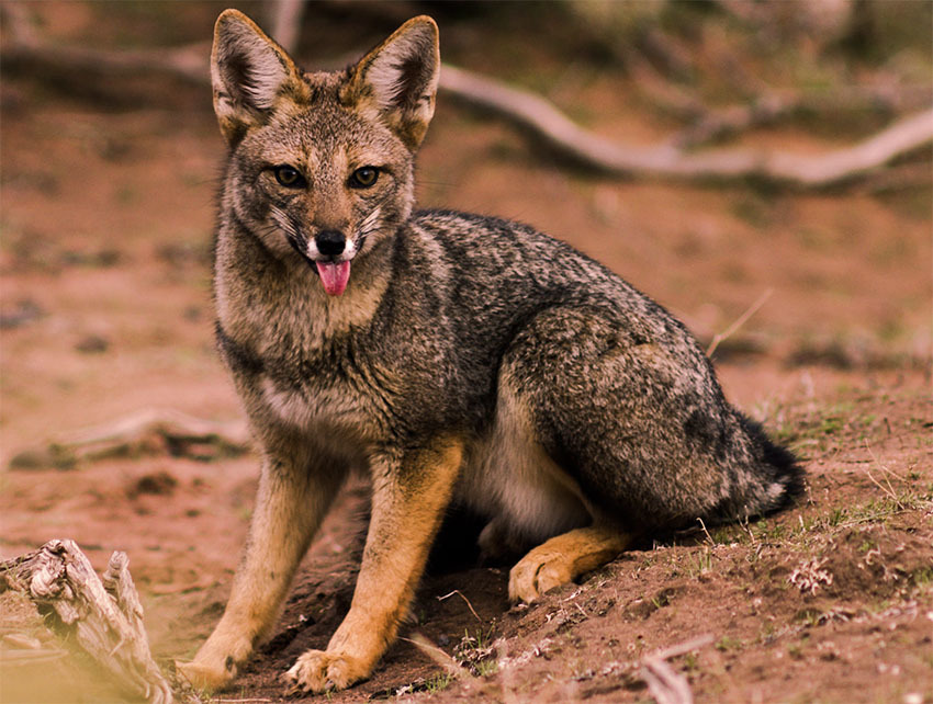 Животные Боливии