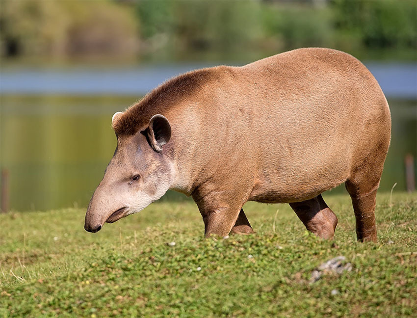 Животные Боливии