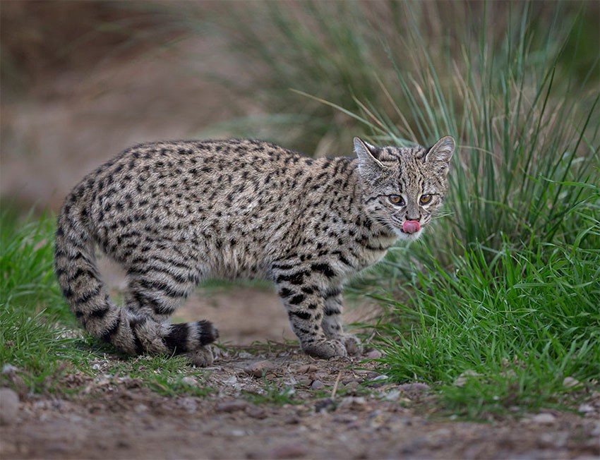 Животные Боливии