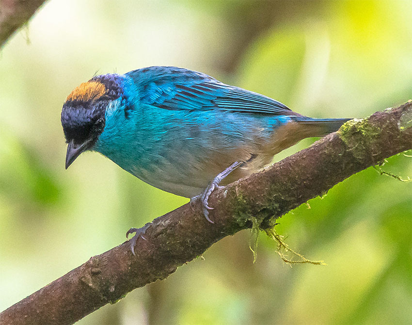 Животные Боливии