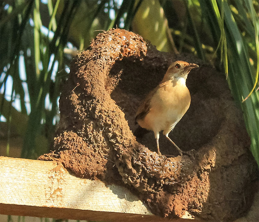 Животные Боливии