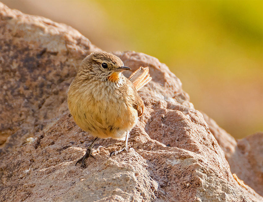 Животные Боливии
