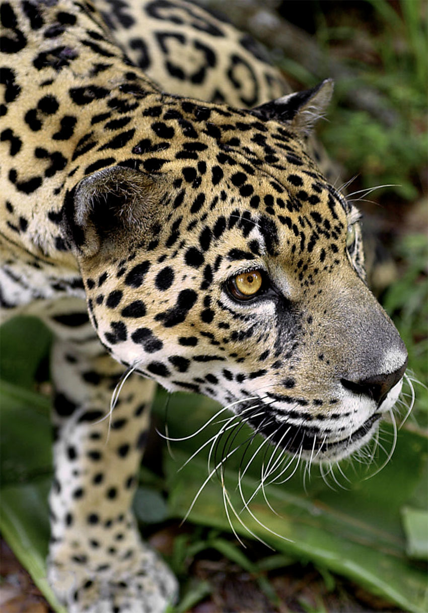 Животные Боливии