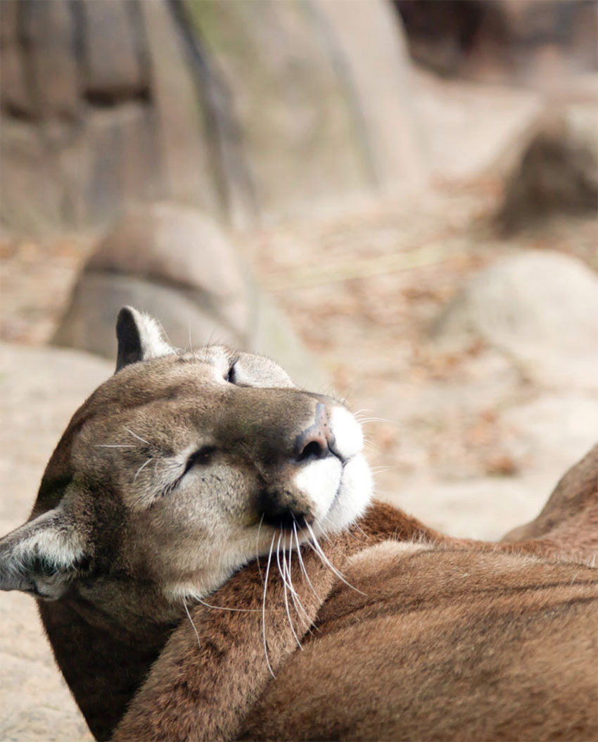 Животные Боливии