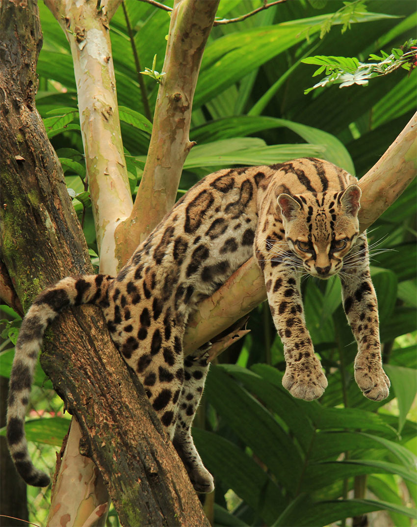 Животные Боливии