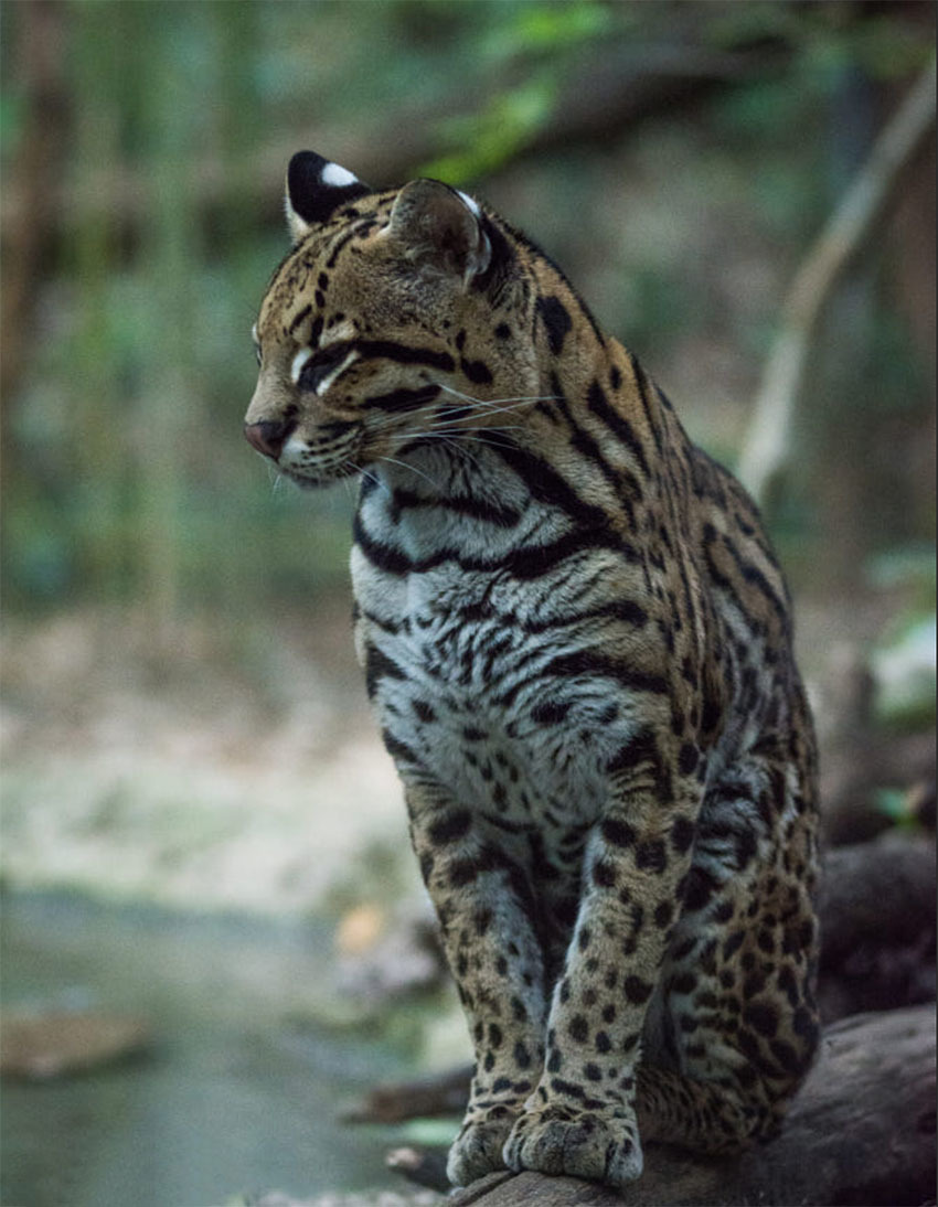 Животные Боливии