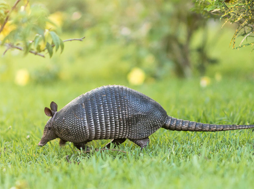 Животные Боливии