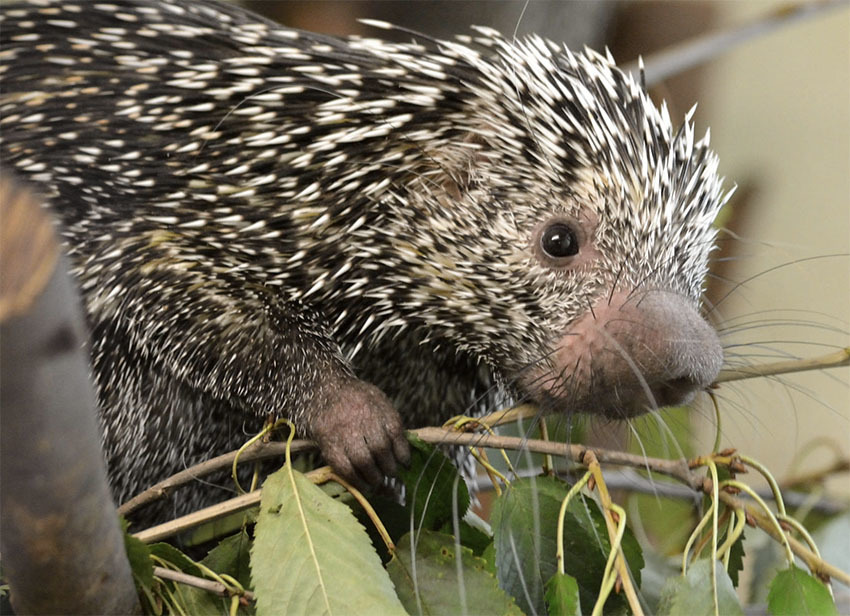 Животные Боливии