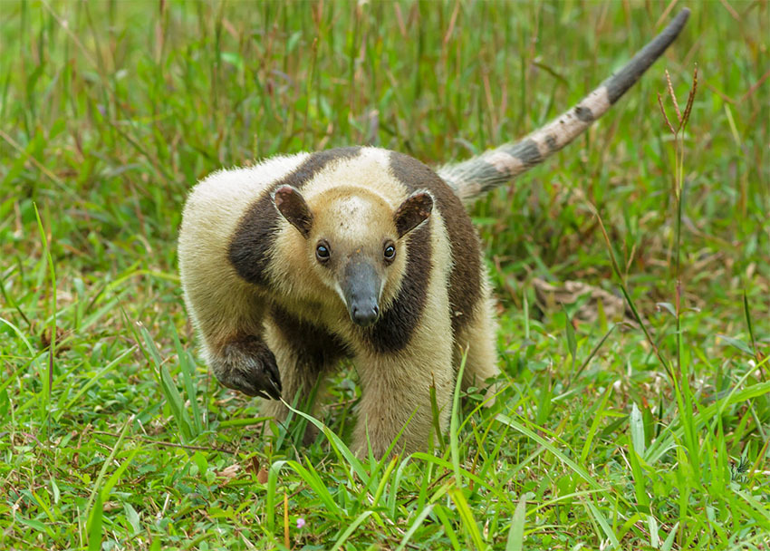 Животные Боливии