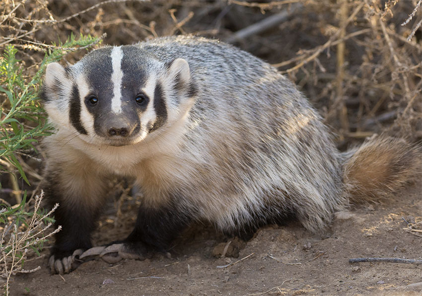 Животные Боливии