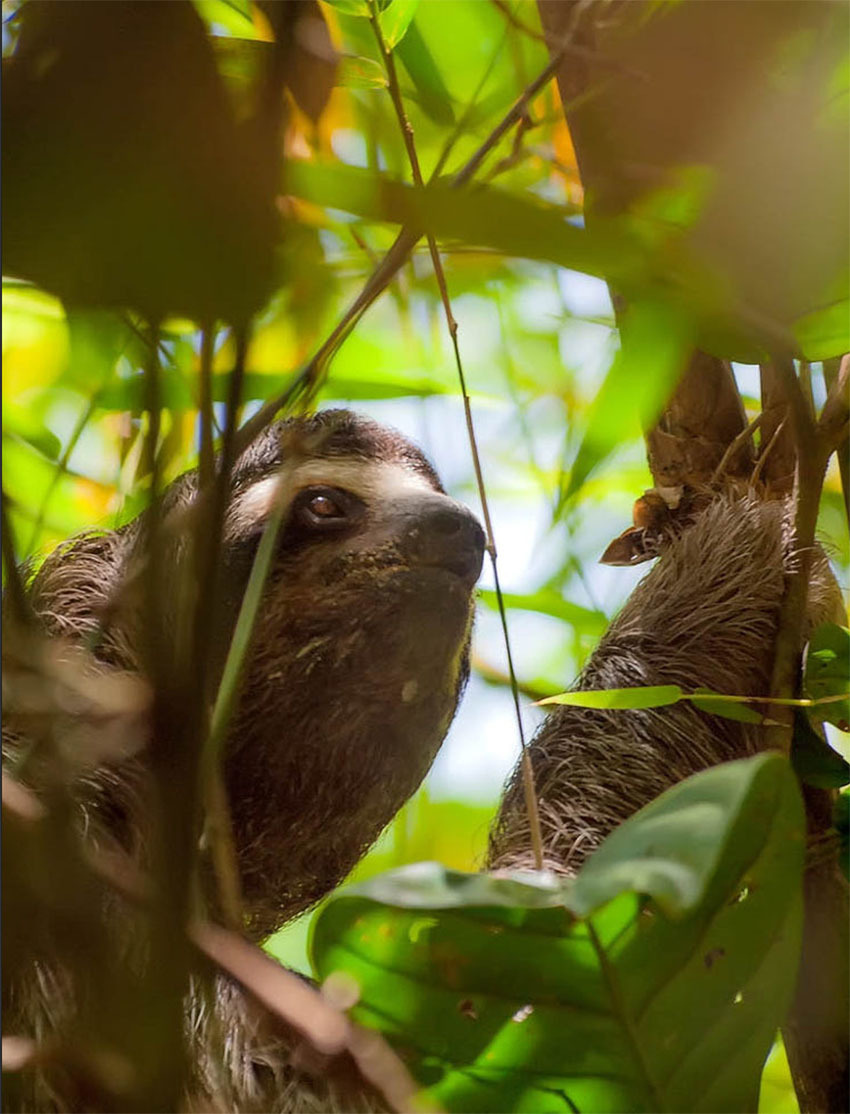 Животные Боливии