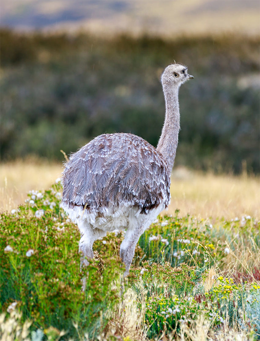 Животные Боливии