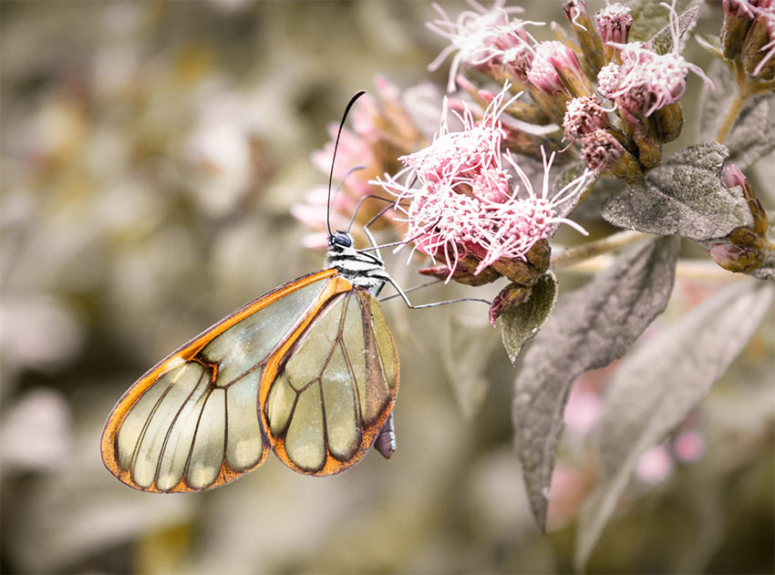 Животные Боливии