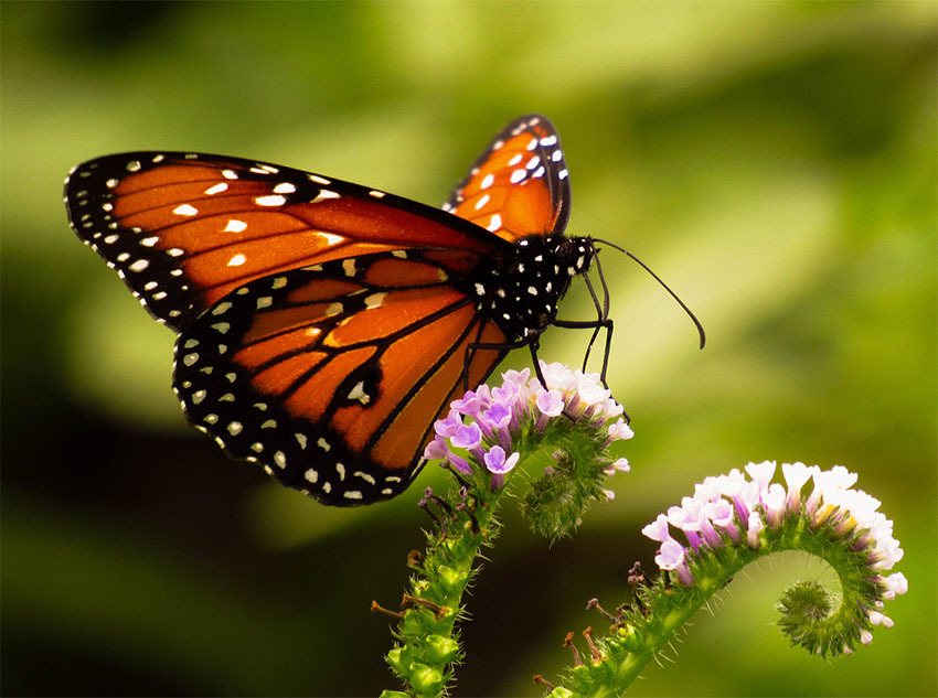 Животные Боливии