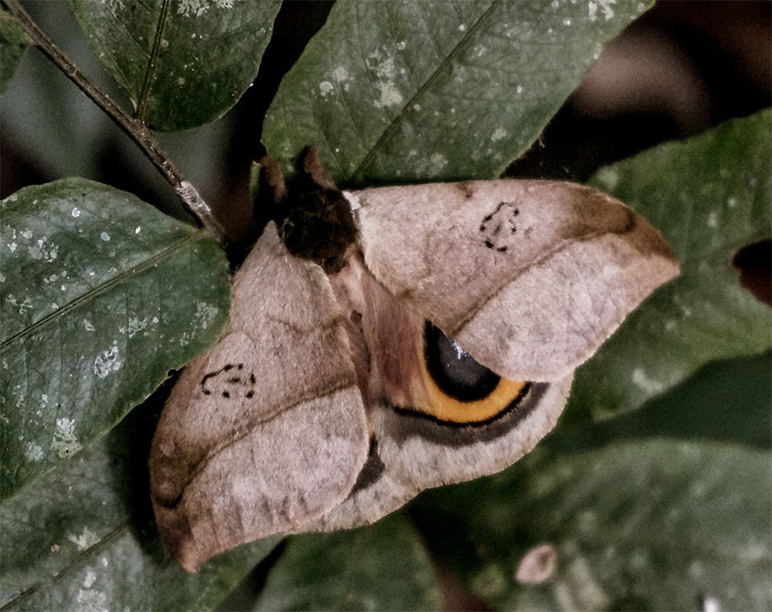 Животные Боливии