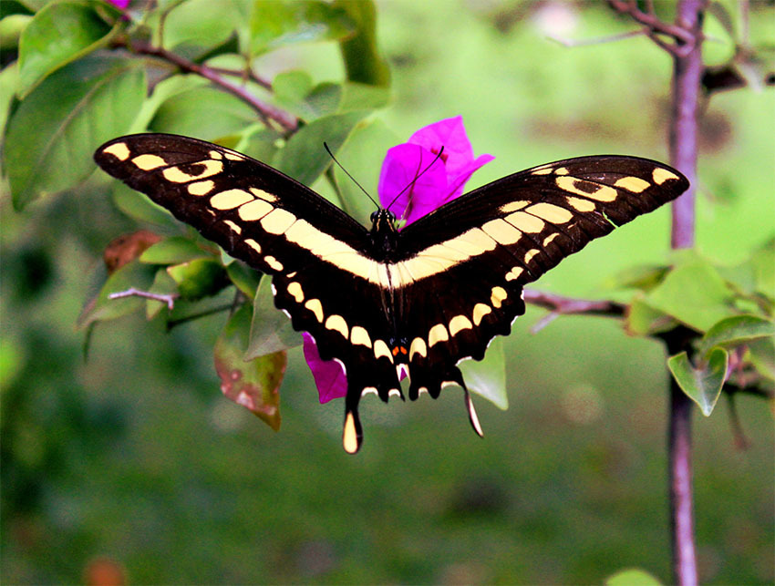 Животные Боливии