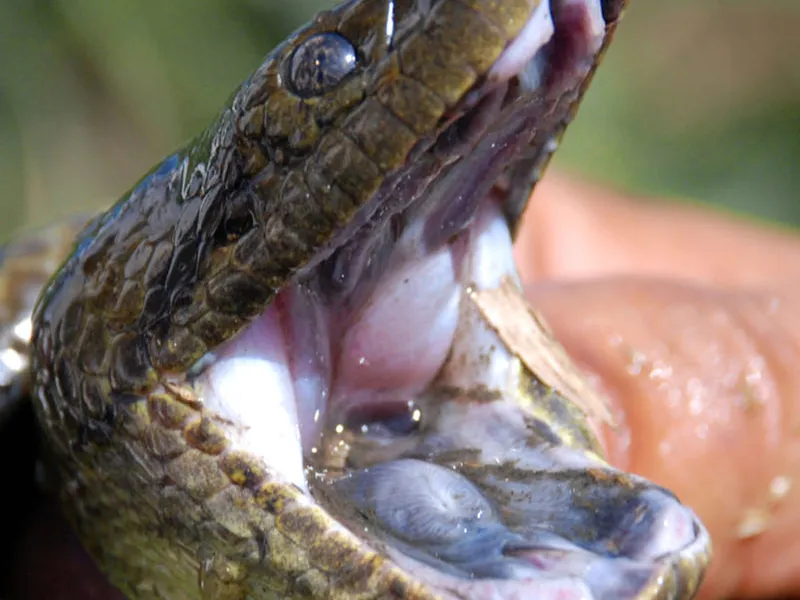 10 советов для путешествия по Боливии