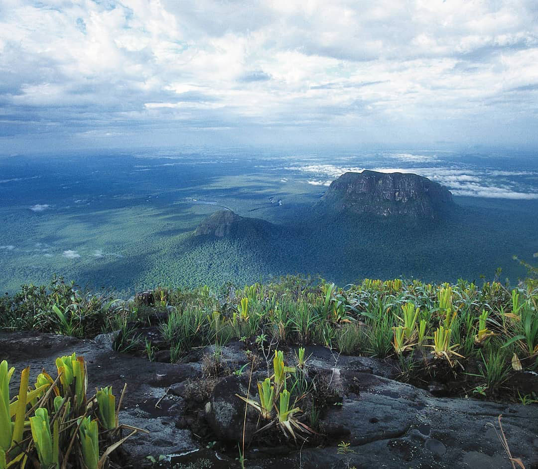 Легенды Венесуэлы. Серро Аутана — амазонское Дерево Жизни.