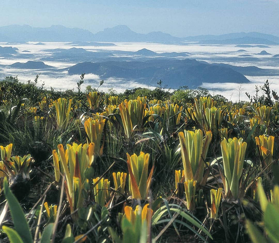 Легенды Венесуэлы. Серро Аутана — амазонское Дерево Жизни.