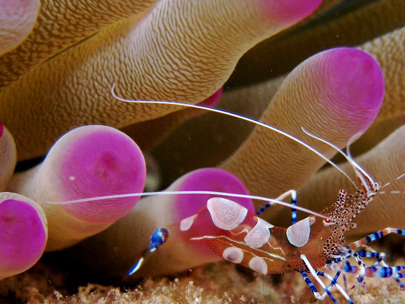 Национальный Парк Мочима, Венесуэла