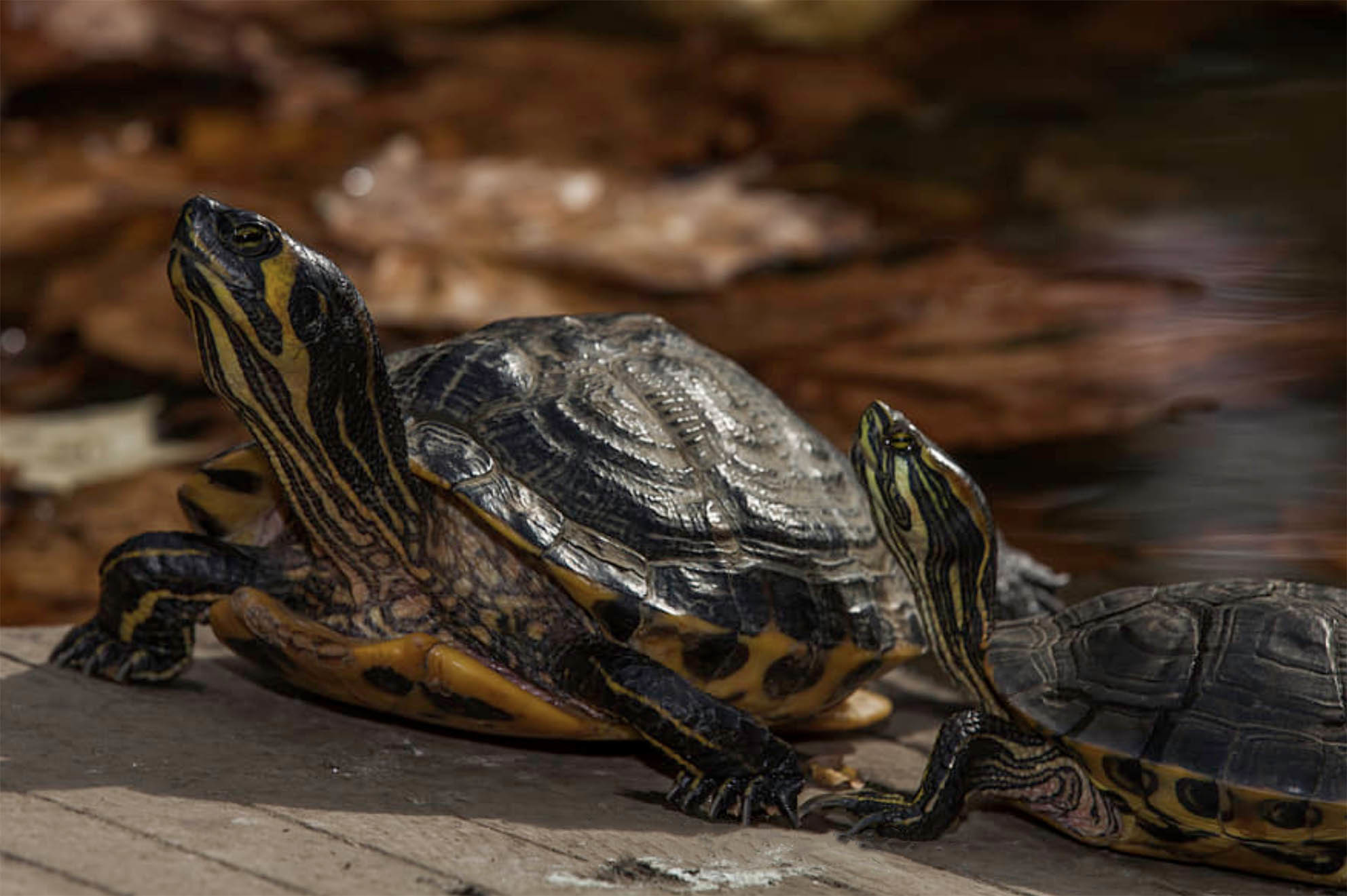 Национальный парк Моррокой и его пляжи, Венесуэла