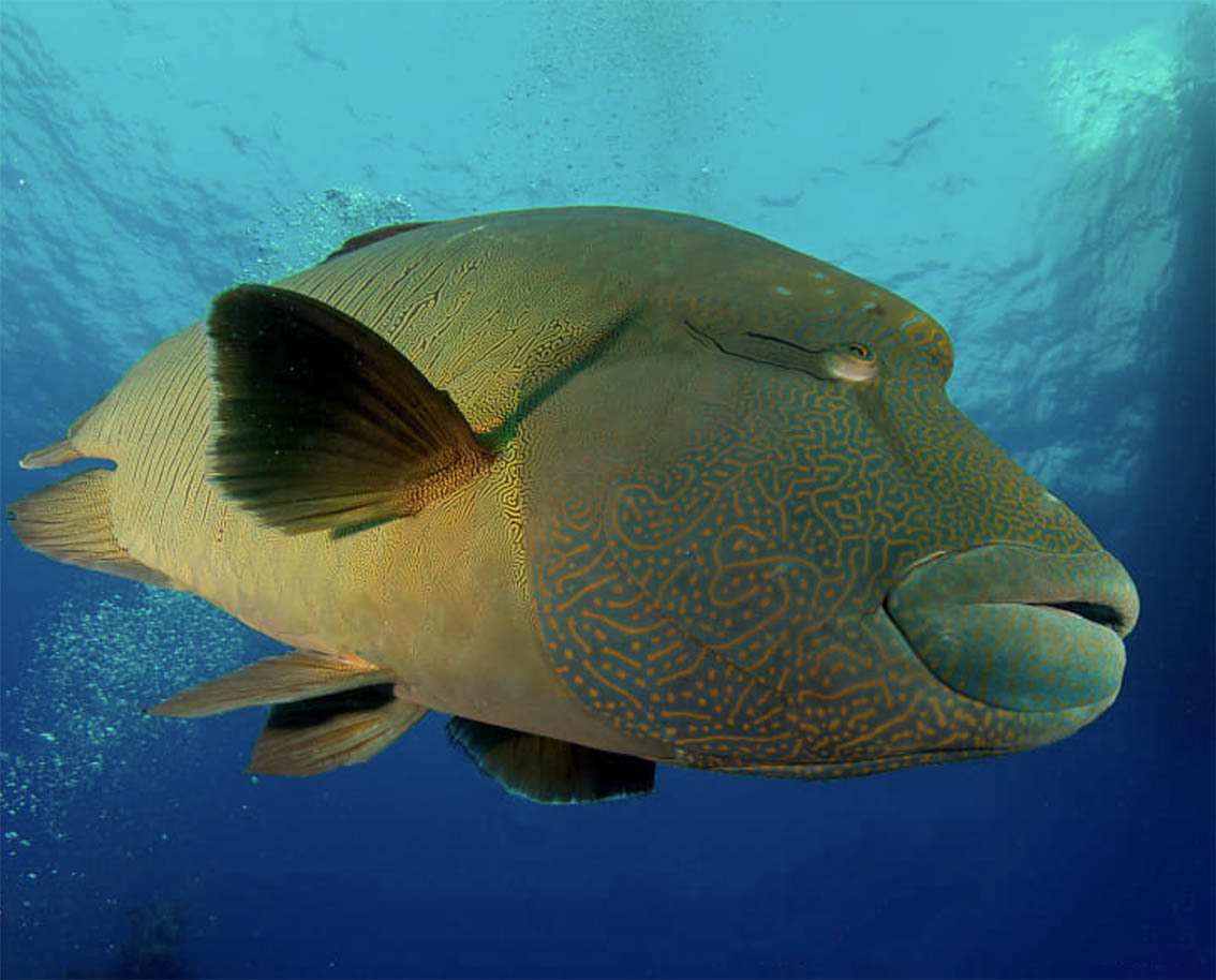 Национальный парк Моррокой и его пляжи, Венесуэла