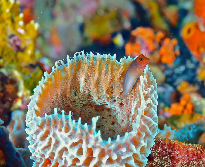 Национальный парк Моррокой и его пляжи, Венесуэла